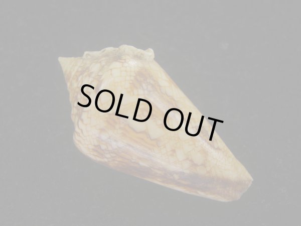 画像2: スコットジョーダンイモ(Conus scottjordani) (2)