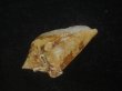 画像3: スコットジョーダンイモ(Conus scottjordani) (3)