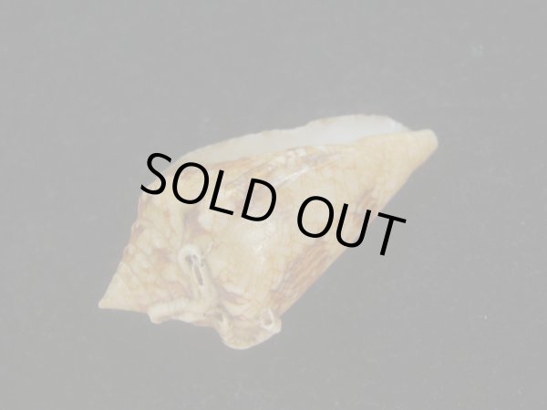 画像3: スコットジョーダンイモ(Conus scottjordani) (3)