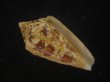 画像1: スコットジョーダンイモ(Conus scottjordani) (1)