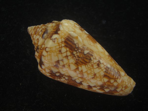 画像2: スコットジョーダンイモ(Conus scottjordani) (2)