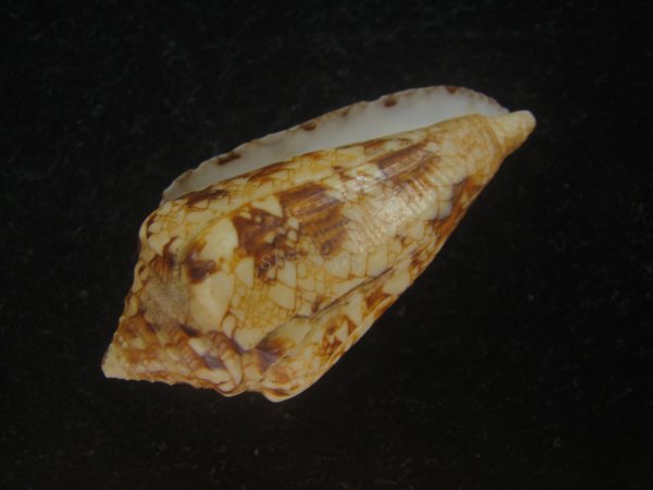 画像3: スコットジョーダンイモ(Conus scottjordani) (3)