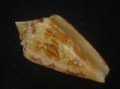 画像1: スコットジョーダンイモ(Conus scottjordani) (1)