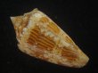 画像2: スコットジョーダンイモ(Conus scottjordani) (2)