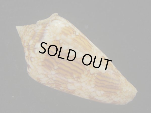 画像2: スコットジョーダンイモ(Conus scottjordani) (2)