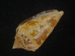 画像3: スコットジョーダンイモ(Conus scottjordani) (3)