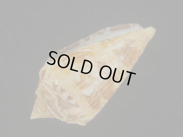 画像3: スコットジョーダンイモ(Conus scottjordani) (3)