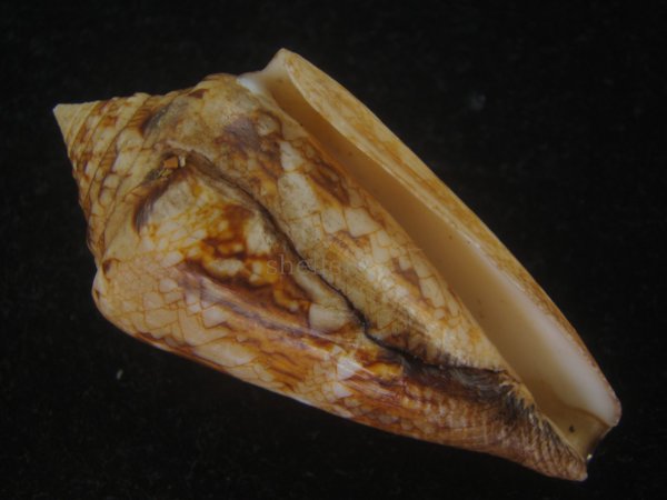 画像1: スコットジョーダンイモ(Conus scottjordani) 大　老成 (1)