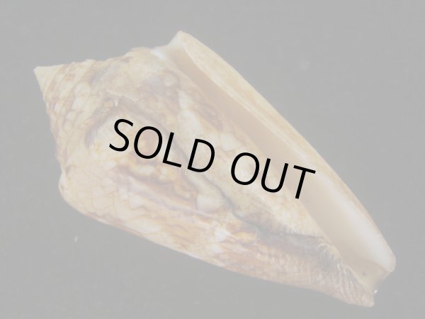 画像1: スコットジョーダンイモ(Conus scottjordani) 大　老成 (1)