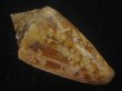 画像2: スコットジョーダンイモ(Conus scottjordani) 大　老成 (2)