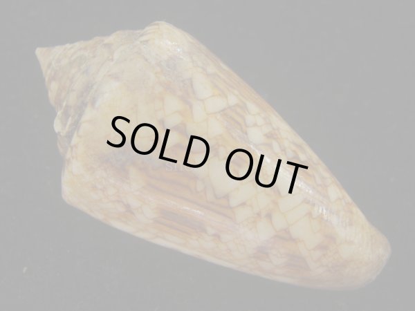 画像2: スコットジョーダンイモ(Conus scottjordani) 大　老成 (2)