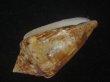 画像3: スコットジョーダンイモ(Conus scottjordani) 大　老成 (3)