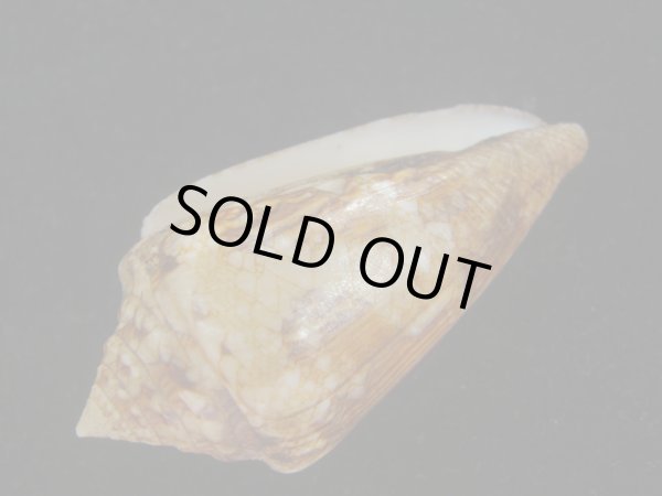 画像3: スコットジョーダンイモ(Conus scottjordani) 大　老成 (3)