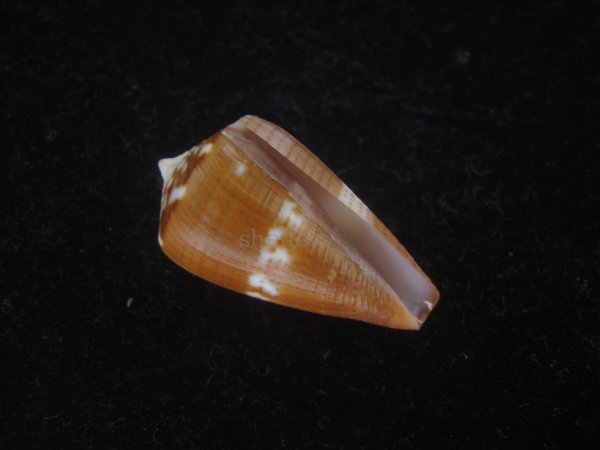 画像1: クロバライモ(Conus vittatus) 美品 (1)