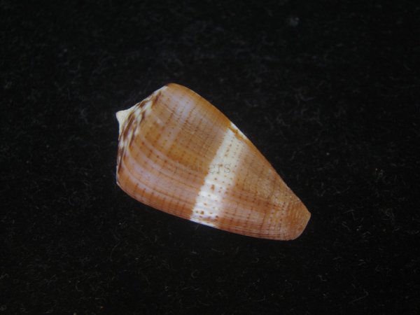 画像2: クロバライモ(Conus vittatus) 美品 (2)