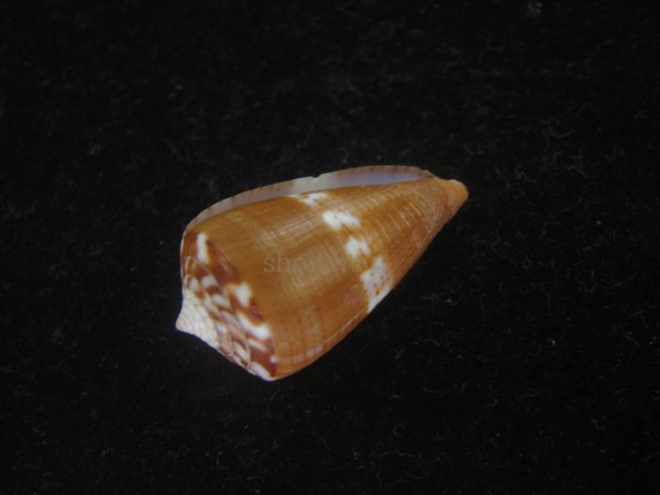 画像3: クロバライモ(Conus vittatus) 美品 (3)
