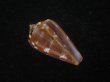 画像1: クロバライモ(Conus vittatus) 特美品 (1)