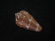 画像2: クロバライモ(Conus vittatus) 特美品 (2)