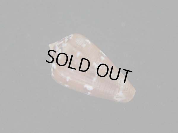 画像2: クロバライモ(Conus vittatus) 特美品 (2)