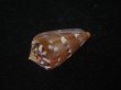 画像3: クロバライモ(Conus vittatus) 特美品 (3)