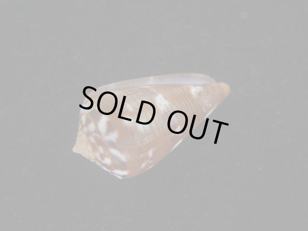 画像3: クロバライモ(Conus vittatus) 特美品 (3)