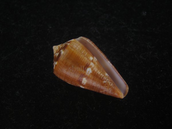 画像1: クロバライモ(Conus vittatus) 特美品 (1)