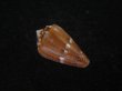 画像2: クロバライモ(Conus vittatus) 特美品 (2)