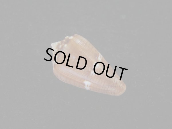 画像2: クロバライモ(Conus vittatus) 特美品 (2)