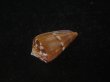 画像3: クロバライモ(Conus vittatus) 特美品 (3)