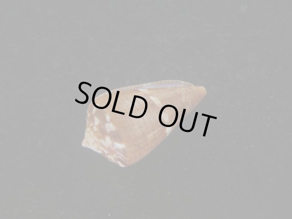 画像3: クロバライモ(Conus vittatus) 特美品 (3)