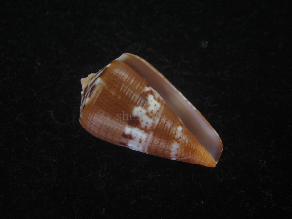 画像1: クロバライモ(Conus vittatus) 特美品 (1)