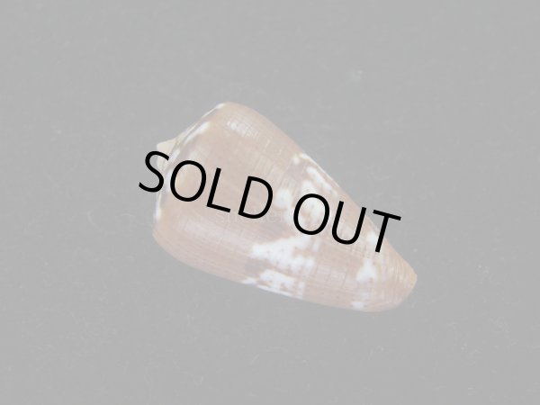 画像2: クロバライモ(Conus vittatus) 特美品 (2)