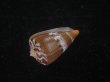 画像3: クロバライモ(Conus vittatus) 特美品 (3)