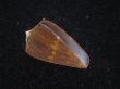 画像1: クロバライモ(Conus vittatus) 特美品　殻皮付 (1)