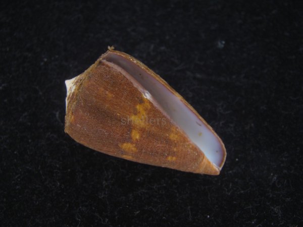 画像1: クロバライモ(Conus vittatus) 特美品　殻皮付 (1)