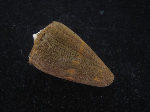 画像2: クロバライモ(Conus vittatus) 特美品　殻皮付 (2)