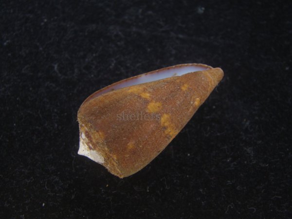画像3: クロバライモ(Conus vittatus) 特美品　殻皮付 (3)