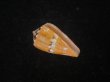 画像1: クロバライモ(Conus vittatus) オレンジ系　特美品 (1)