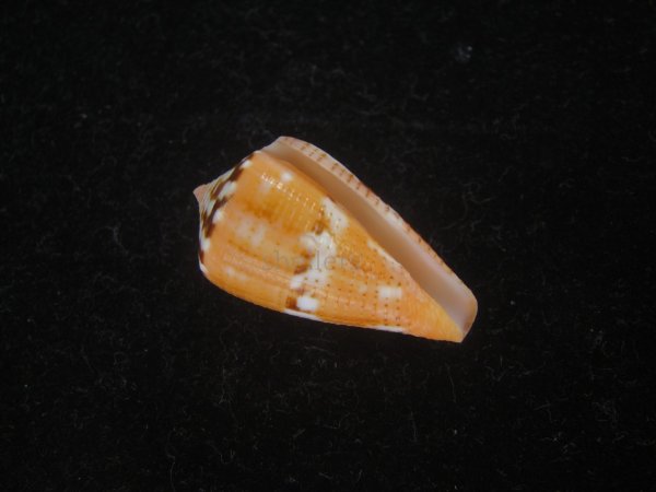 画像1: クロバライモ(Conus vittatus) オレンジ系　特美品 (1)