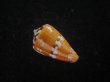 画像2: クロバライモ(Conus vittatus) オレンジ系　特美品 (2)