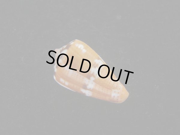 画像2: クロバライモ(Conus vittatus) オレンジ系　特美品 (2)