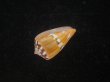 画像3: クロバライモ(Conus vittatus) オレンジ系　特美品 (3)