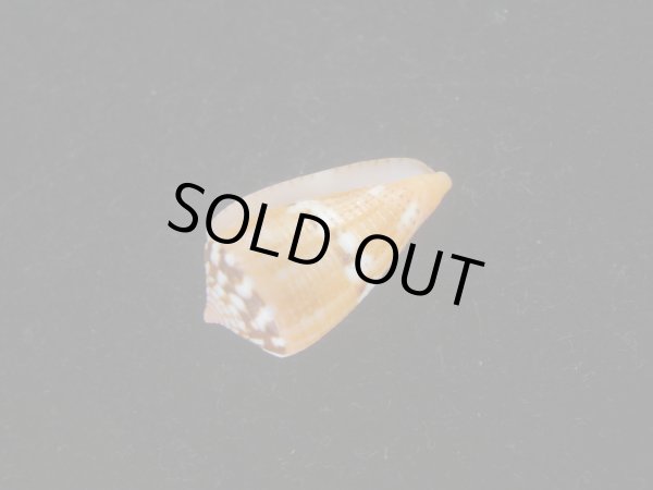 画像3: クロバライモ(Conus vittatus) オレンジ系　特美品 (3)