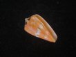 画像1: クロバライモ(Conus vittatus) オレンジ系　特美品 (1)