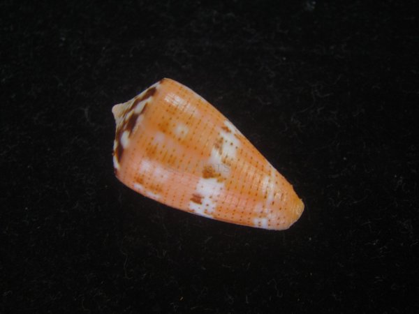 画像2: クロバライモ(Conus vittatus) オレンジ系　特美品 (2)