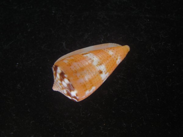 画像3: クロバライモ(Conus vittatus) オレンジ系　特美品 (3)