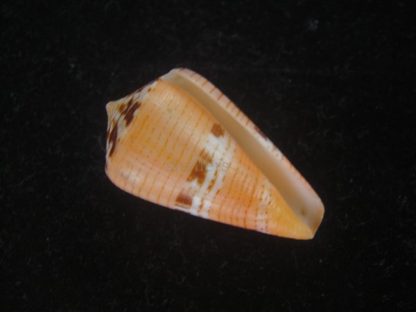 画像1: クロバライモ(Conus vittatus) オレンジ系　美品 (1)