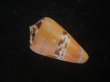 画像2: クロバライモ(Conus vittatus) オレンジ系　美品 (2)