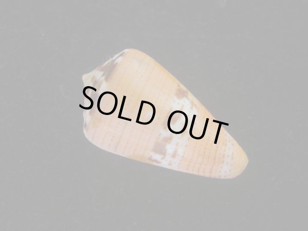 画像2: クロバライモ(Conus vittatus) オレンジ系　美品 (2)