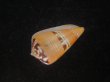 画像3: クロバライモ(Conus vittatus) オレンジ系　美品 (3)